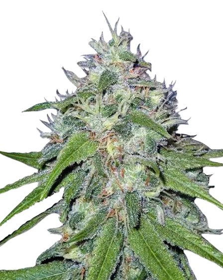 Amnesia Haze Autoflower Seeds