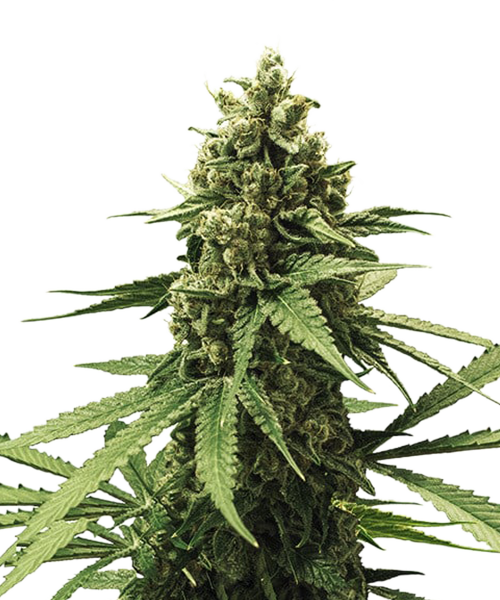 Apple Fritter Feminized Seeds