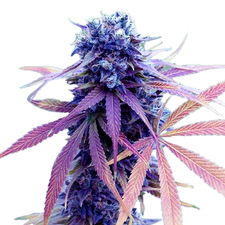 Blue Dream Feminized Seeds