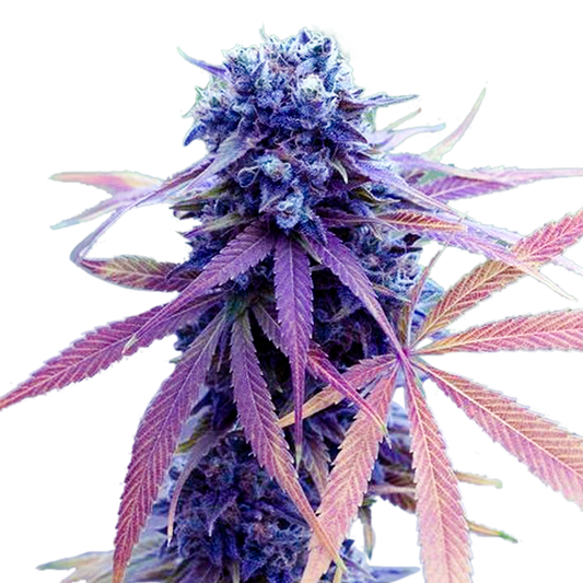 Blue Dream Feminized Seeds