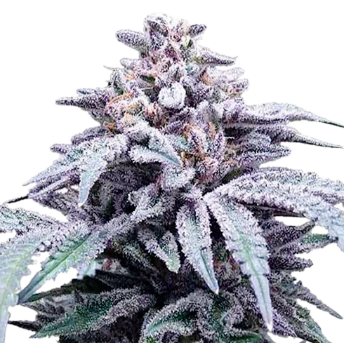 Blue Haze Feminized Seeds