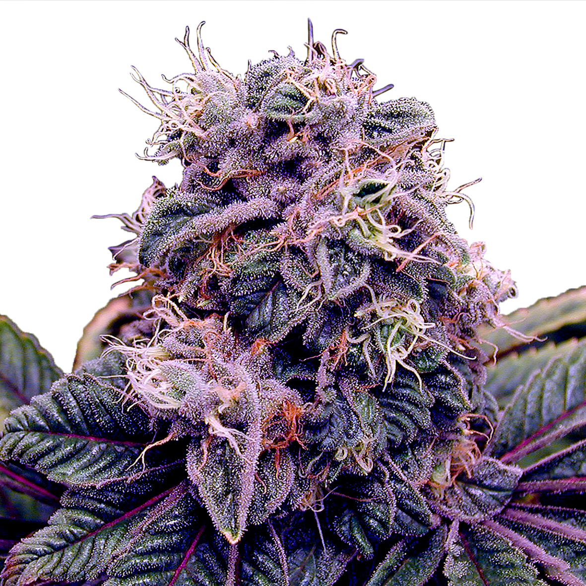 Blueberry Feminized Seeds