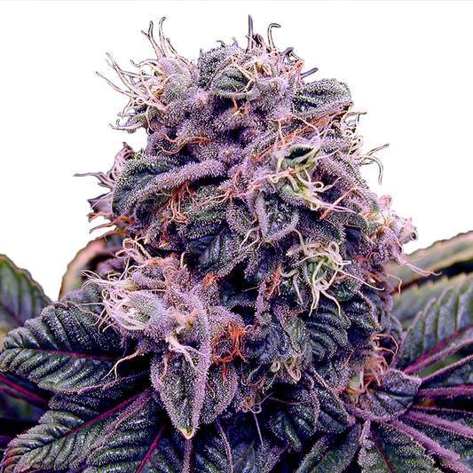 Blueberry Feminized Seeds