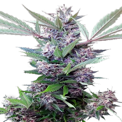 Bubba Kush Feminized Seeds