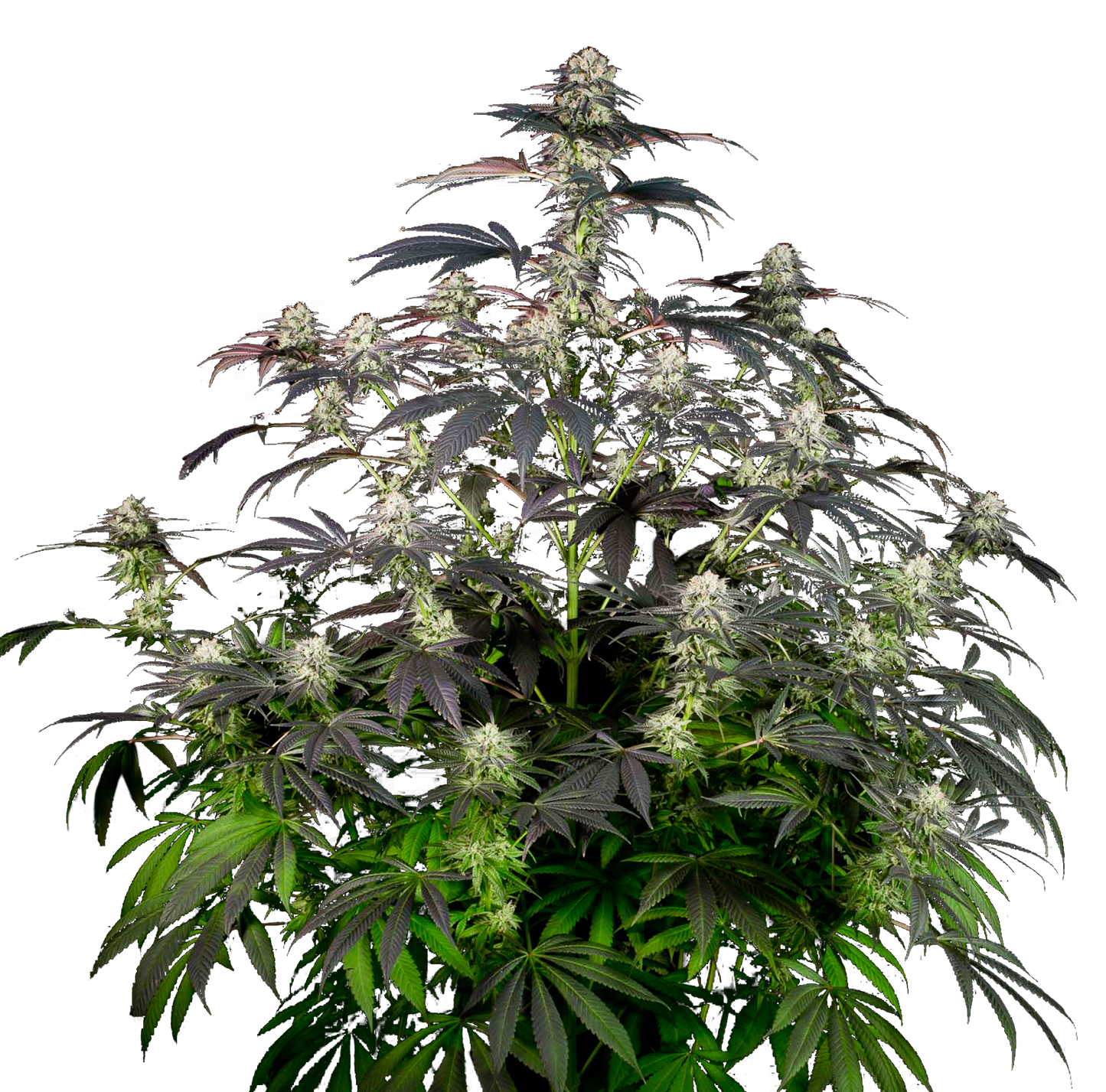 Bubba Kush Feminized Seeds