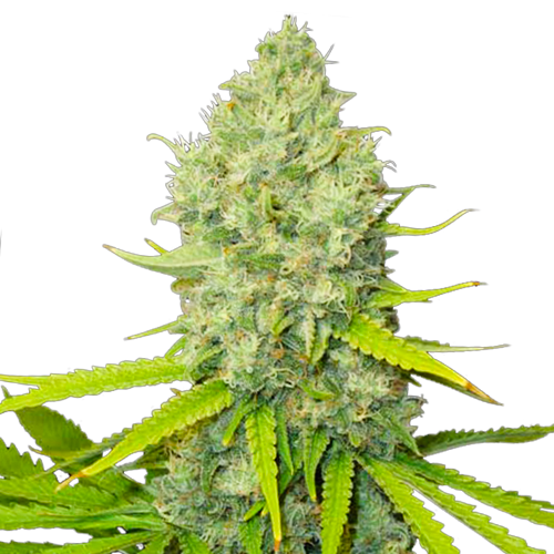 Bubblegum Extra Feminized Seeds