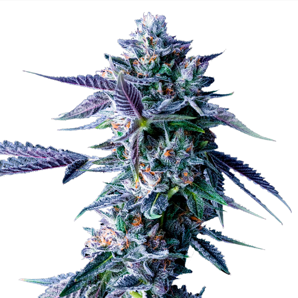 Chocolope Feminized Seeds