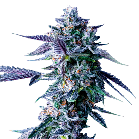 Chocolope Feminized Seeds