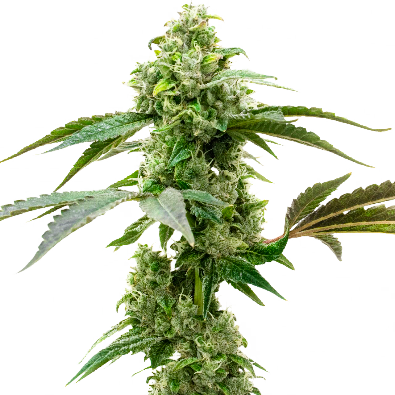 Critical Mass Feminized Seeds