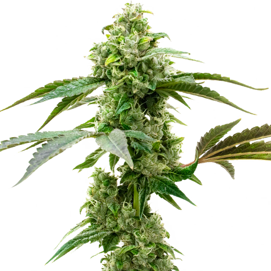 Critical Mass Feminized Seeds