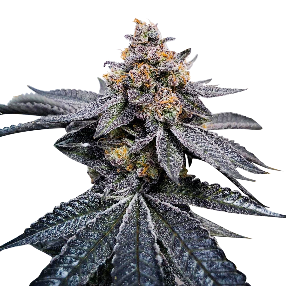 Do Si Dos Feminized Seeds