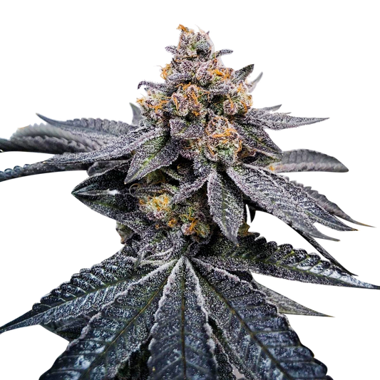 Do Si Dos Feminized Seeds