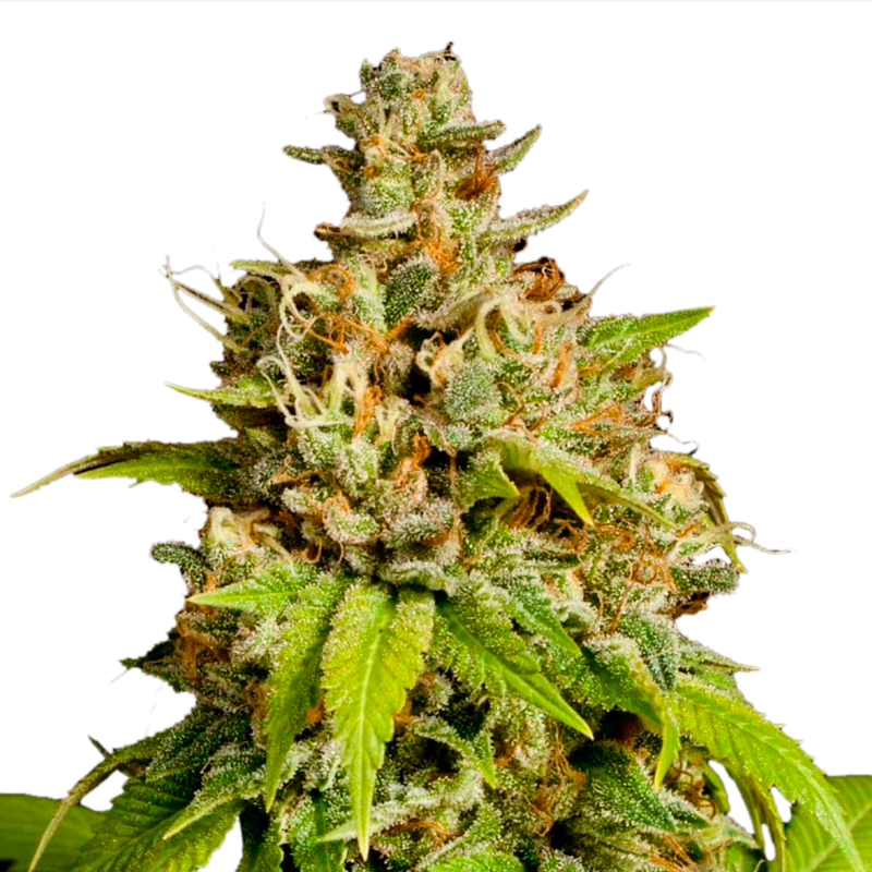 Durban Poison Feminized Seeds