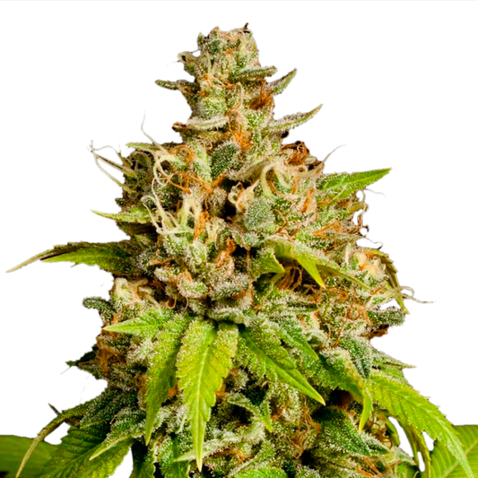 Durban Poison Feminized Seeds