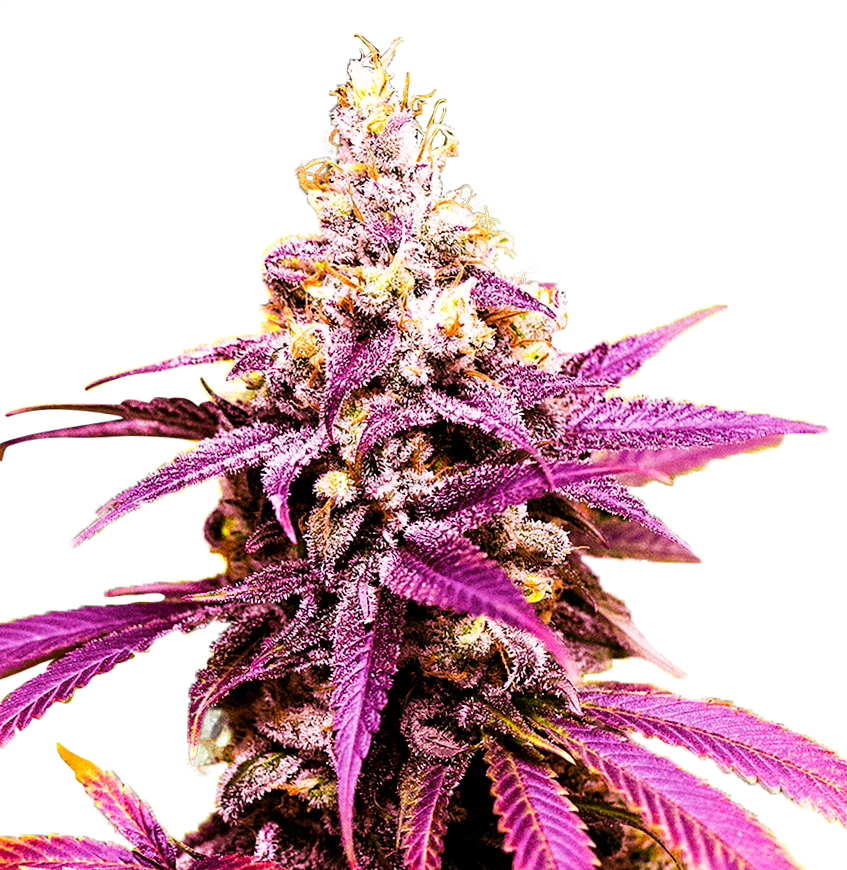 Grand Daddy Purple "GDP" Autoflower Seeds