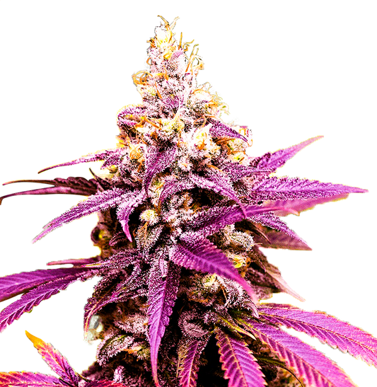 Grand Daddy Purple "GDP" Autoflower Seeds