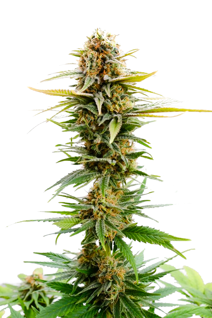 Girl Scout Cookies "GSC" Feminized Seeds