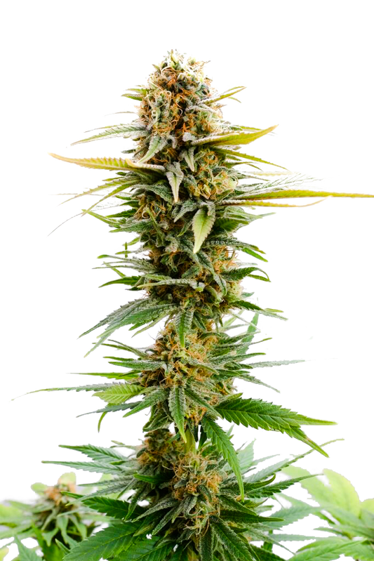 Girl Scout Cookies "GSC" Feminized Seeds