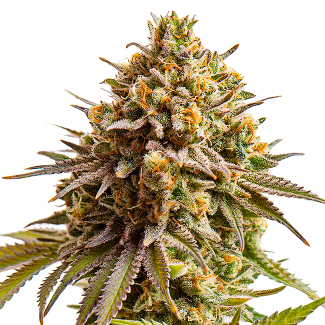 Gelato "Larry Bird" Feminized Seeds