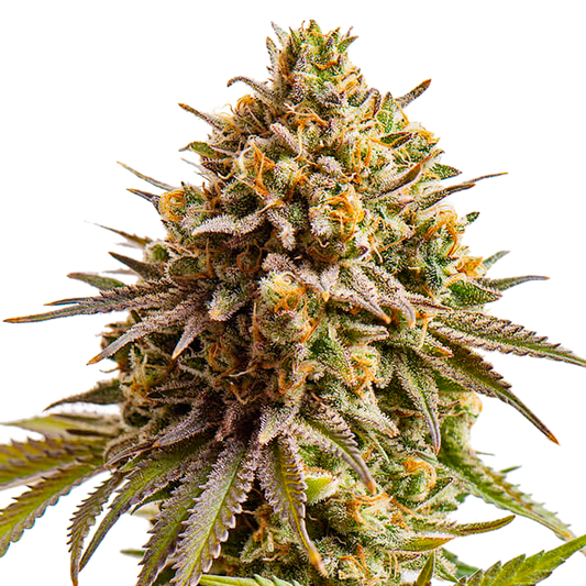 Gelato "Larry Bird" Feminized Seeds