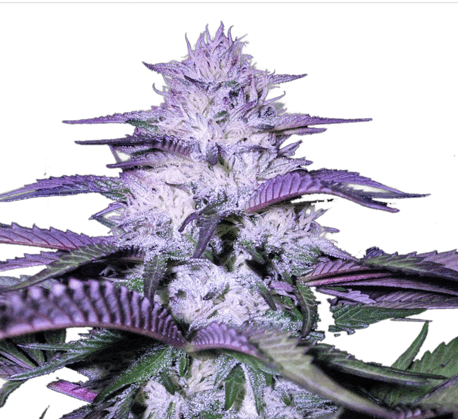 Godfather OG Feminized Seeds