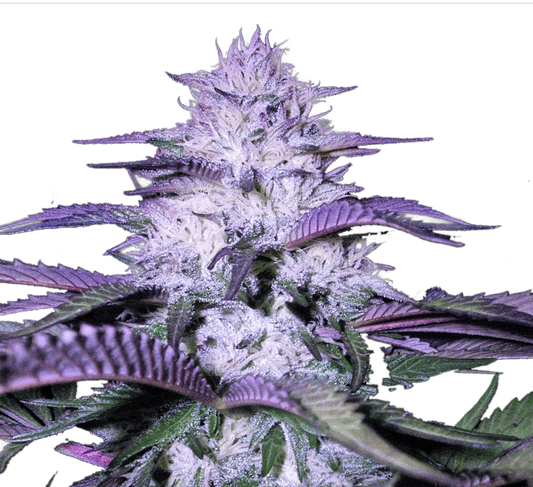 Godfather OG Feminized Seeds