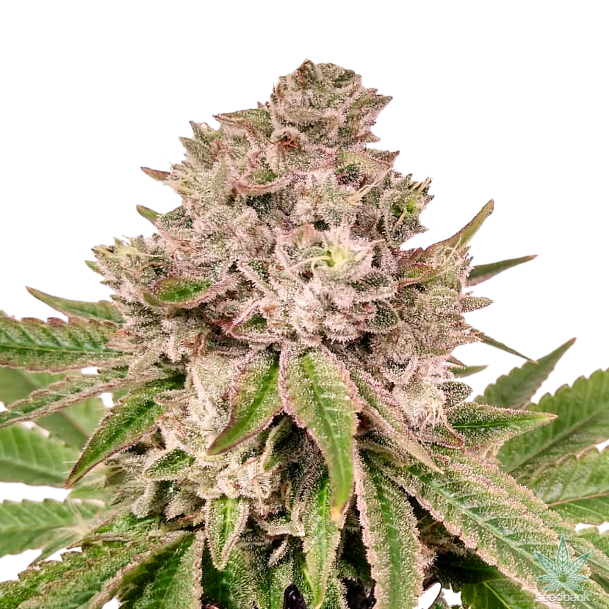 Gorilla Glue #4 "GG4" Feminized Seeds