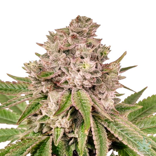 Gorilla Glue #4 "GG4" Feminized Seeds