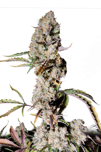 Gorilla Zkittlez Feminized Seeds