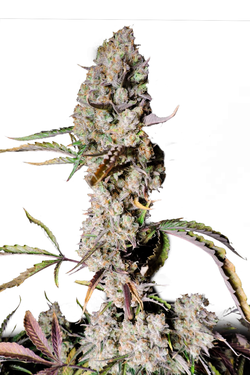 Gorilla Zkittlez Autoflower Seeds