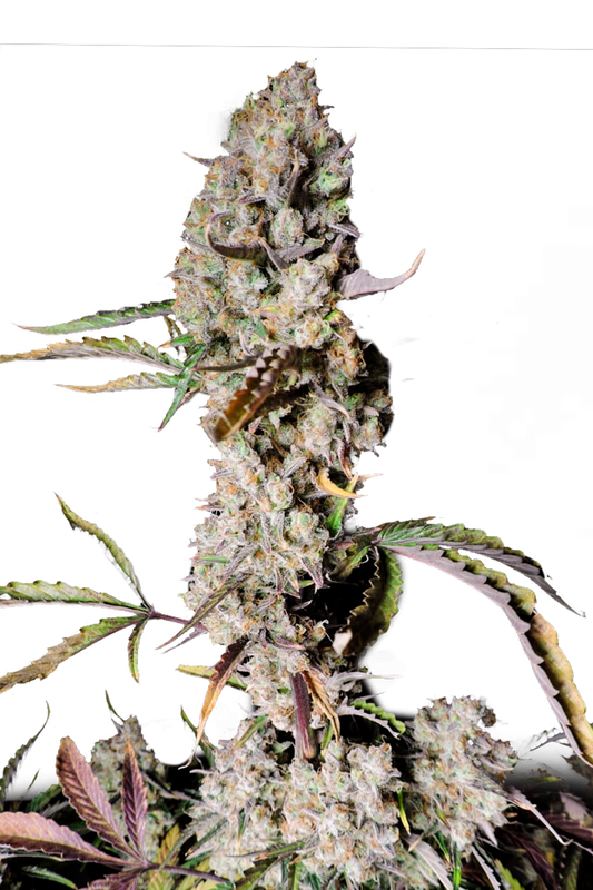 Gorilla Zkittlez Autoflower Seeds