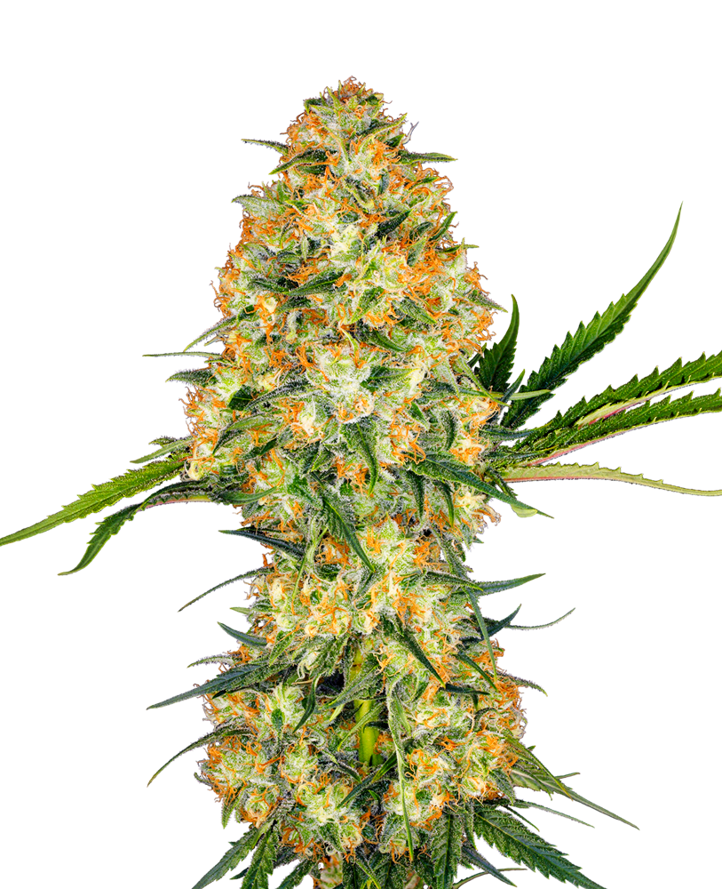 Hindu Kush "Hindi Kush" Feminized Seeds