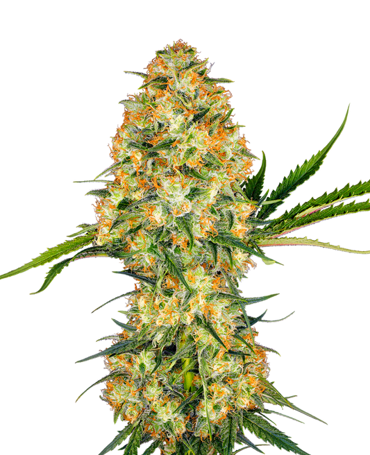 Hindu Kush "Hindi Kush" Feminized Seeds