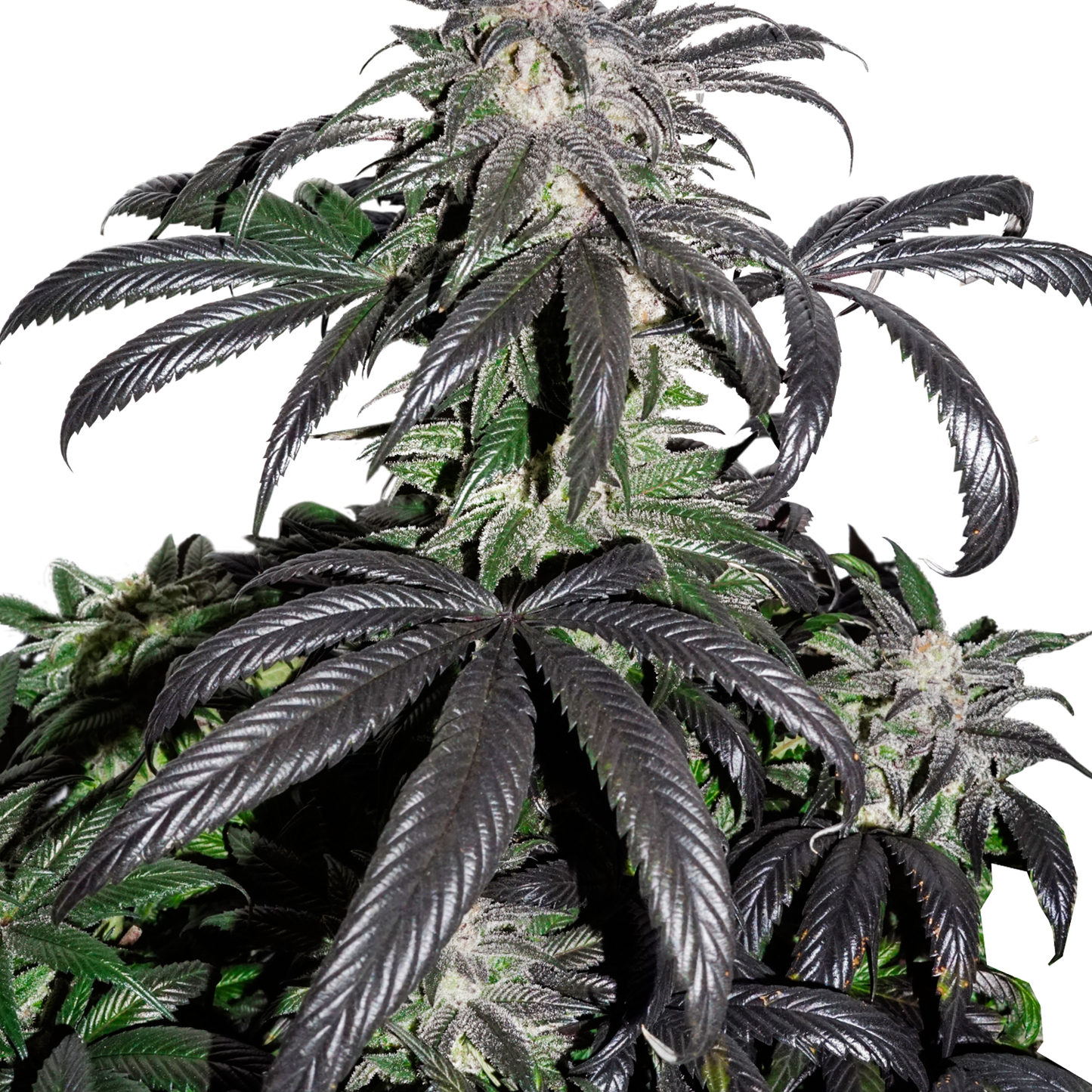 Island OG Feminized Seeds