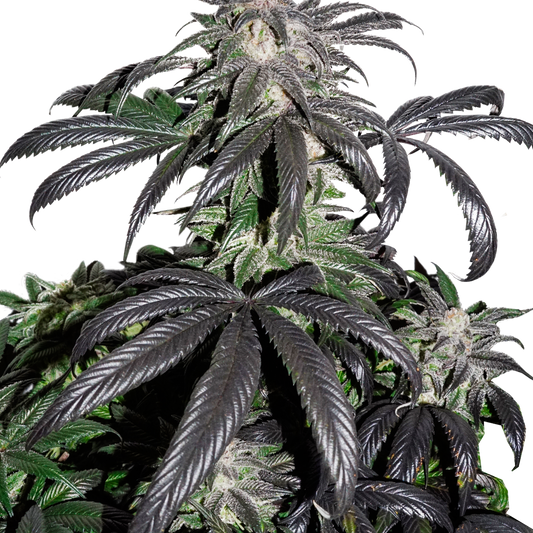 Island OG Feminized Seeds