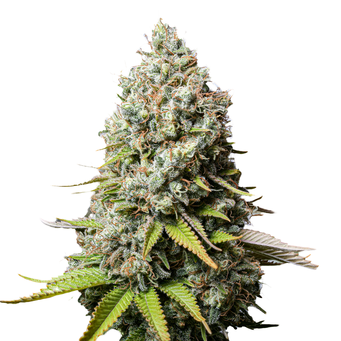 Jack Herer Feminized Seeds