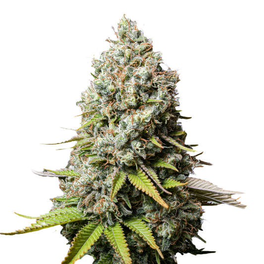 Jack Herer Autoflower Seeds