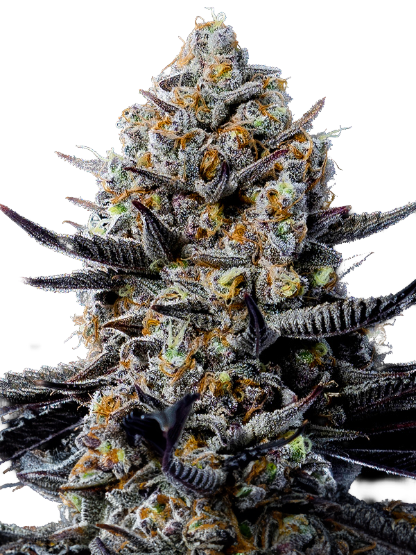 Jealousy Autoflower Seeds