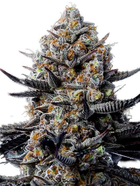 Jealousy Autoflower Seeds