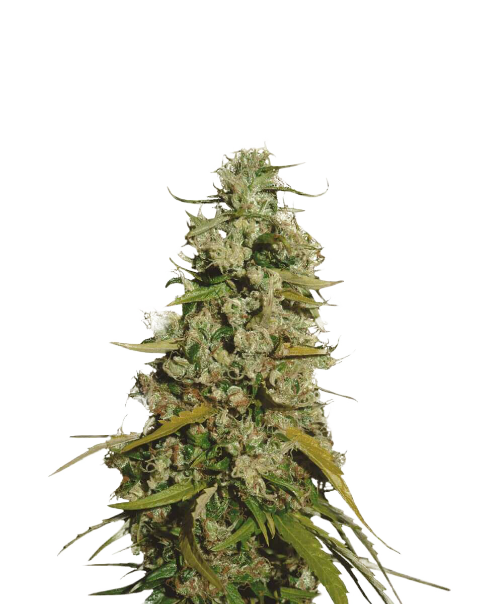 Maui Wowie Feminized Seeds