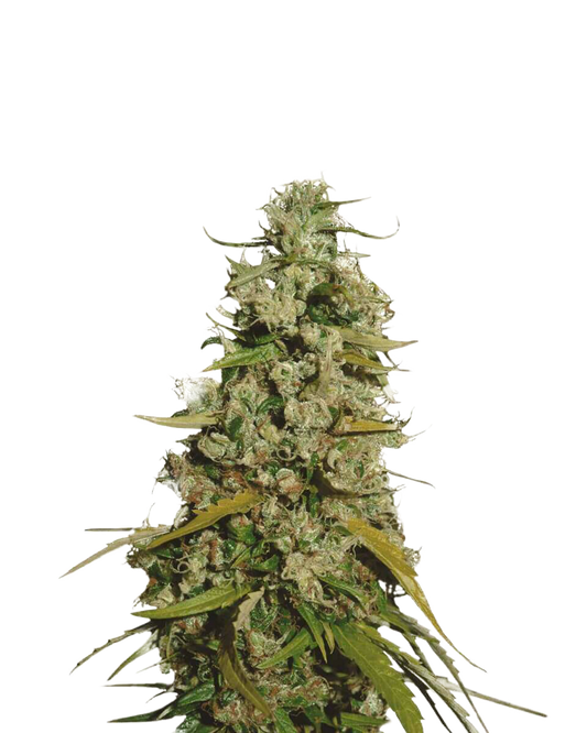 Maui Wowie Feminized Seeds