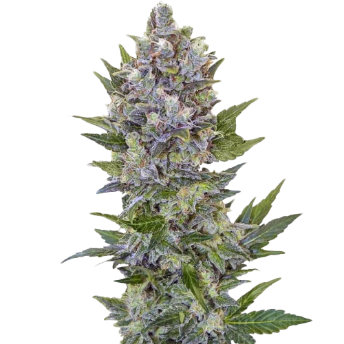 Northern Lights Feminized Seeds