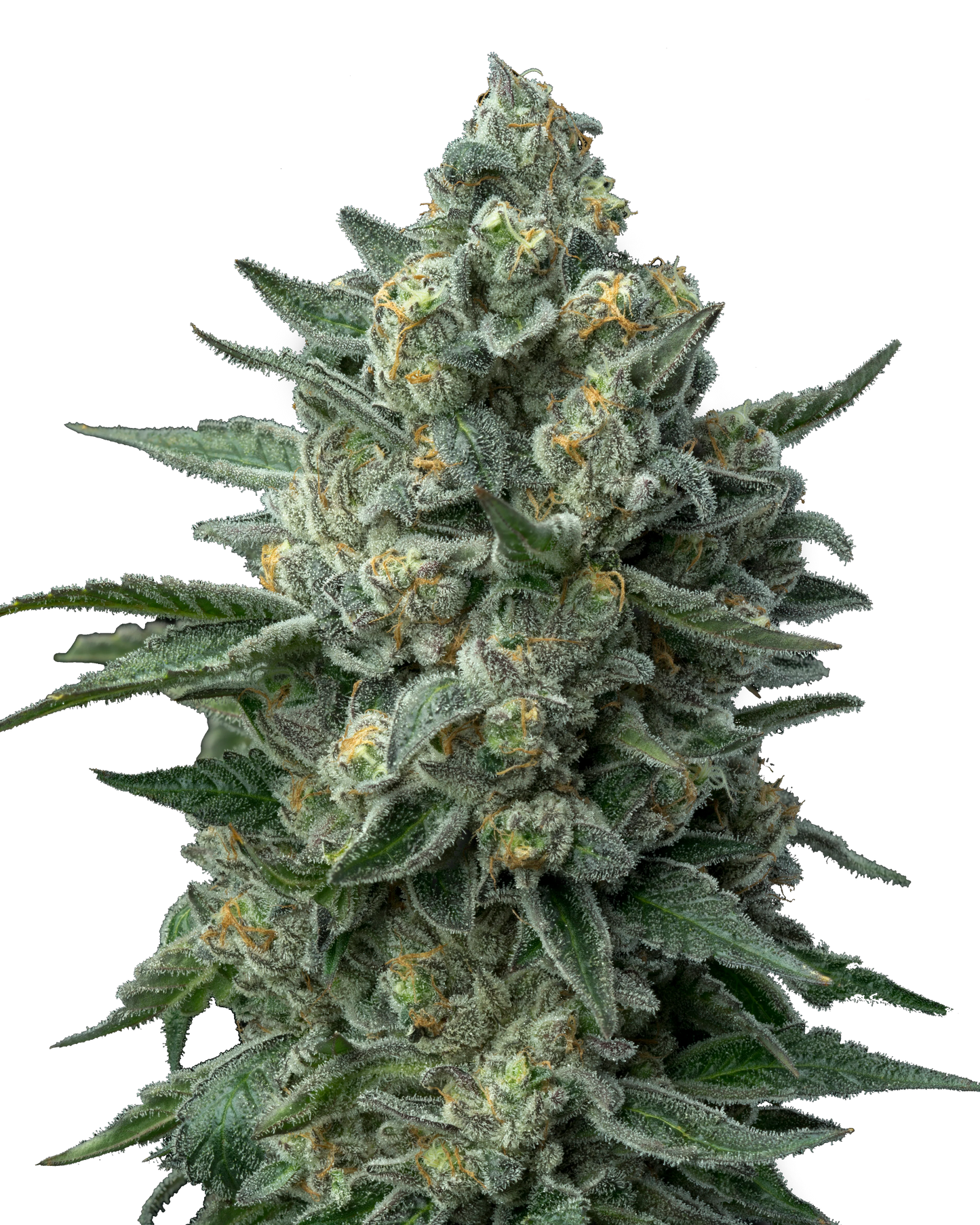 OG Kush Feminized Seeds