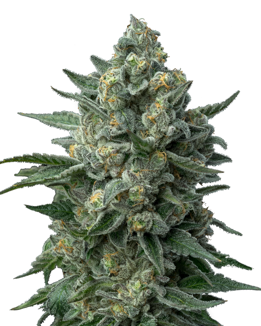 OG Kush Feminized Seeds