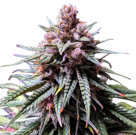 Purple Haze Feminized Seeds