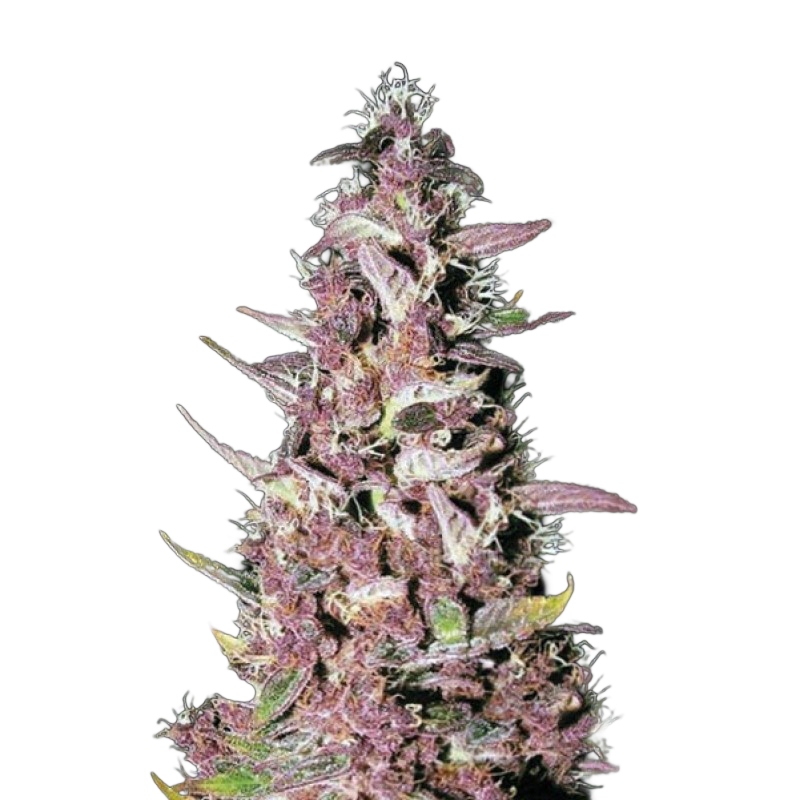 Purple Glam Kush Feminized Seeds