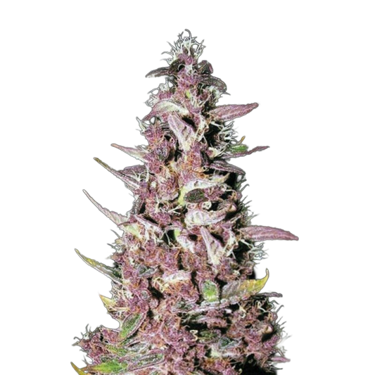 Purple Glam Kush Feminized Seeds