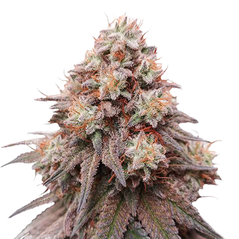 Rainbow Glue Feminized Seeds