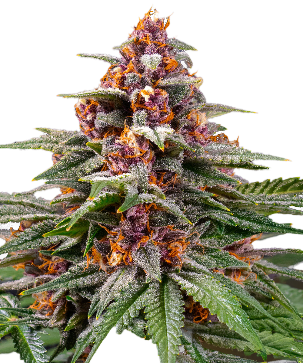 Runtz Feminized Seeds