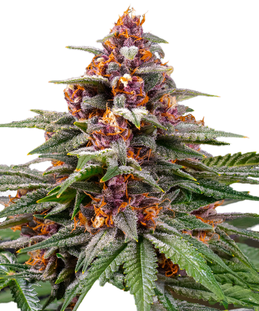 Runtz Feminized Seeds